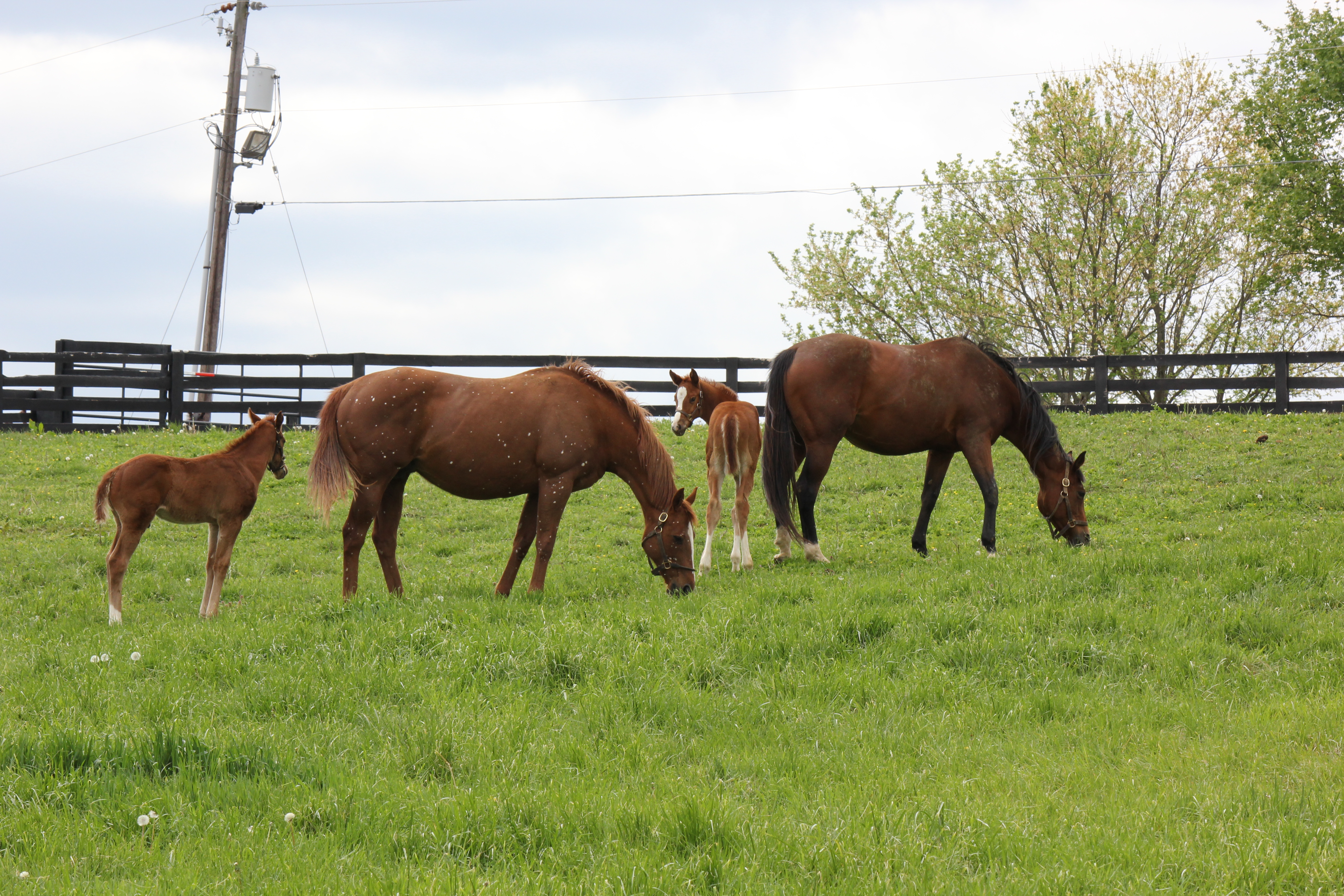 Horses in a Green Pasture