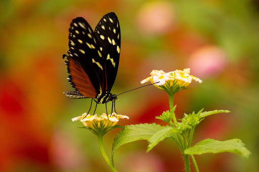 Butterfly Resting on a Flower