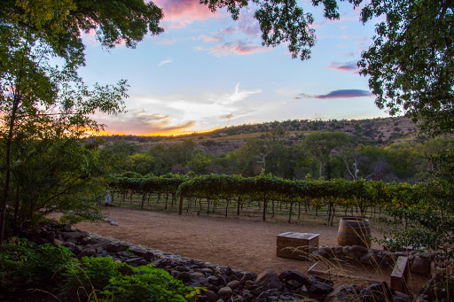 Vineyard at Sunset